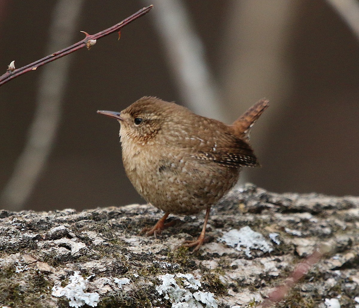 Winter Wren - ML411398321