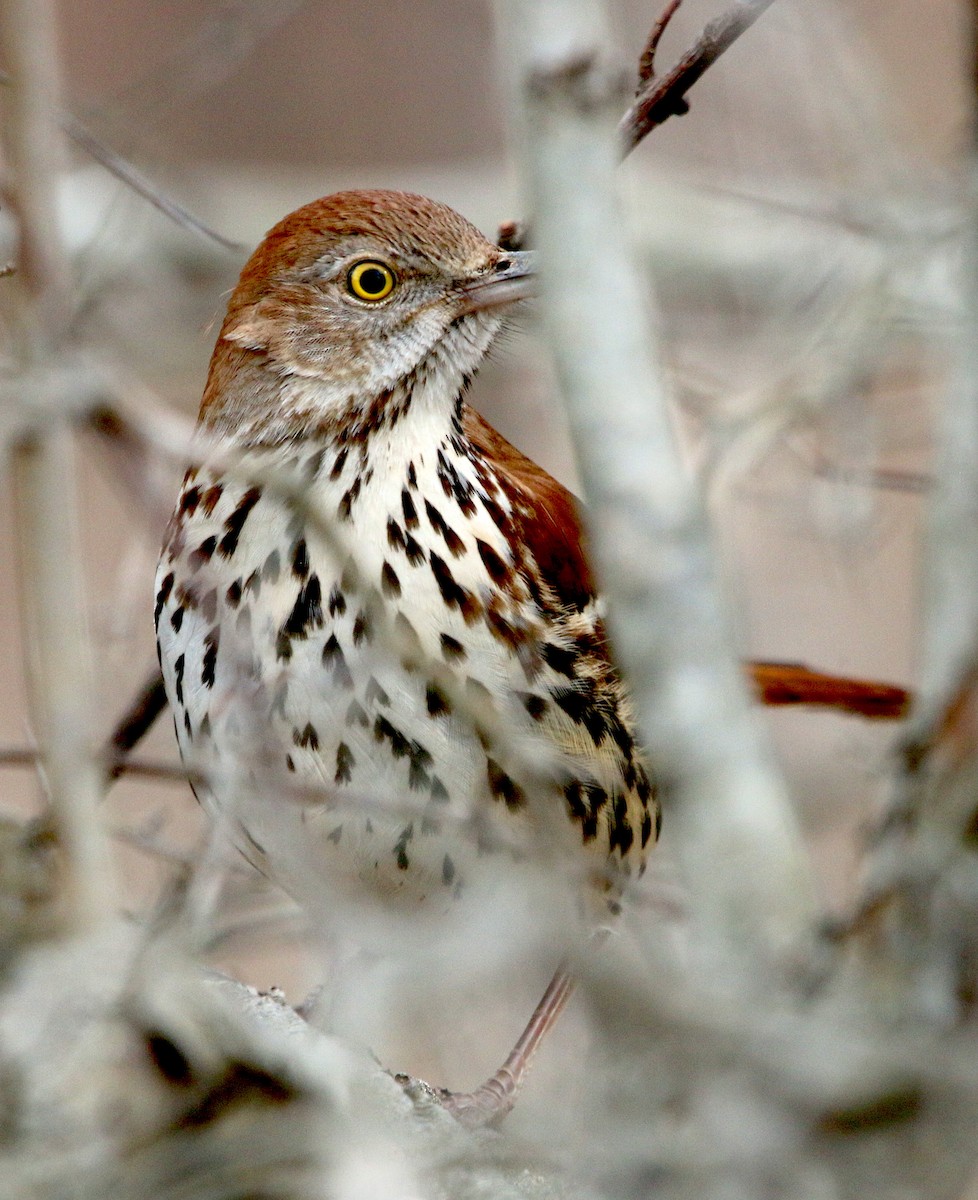 Brown Thrasher - Lori White