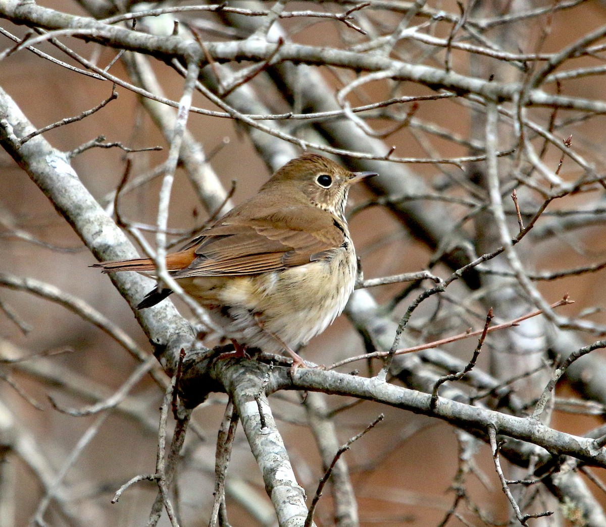 Hermit Thrush - ML411398561