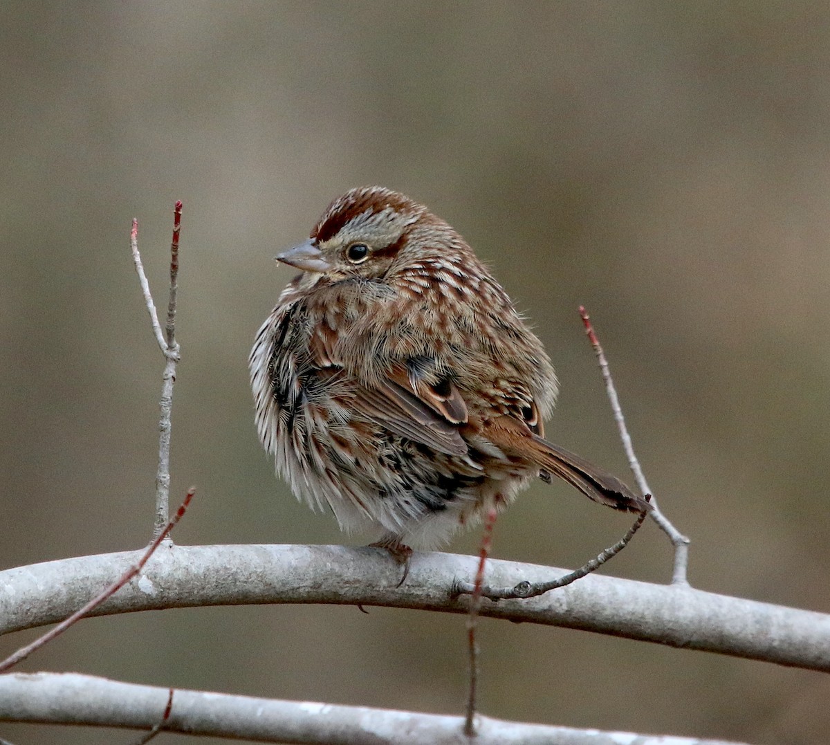 Song Sparrow - ML411398791