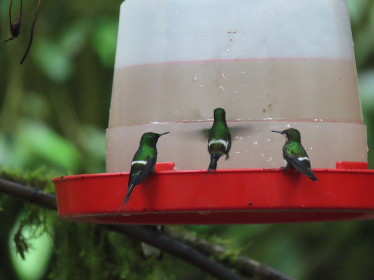 Green Thorntail - ML411400441