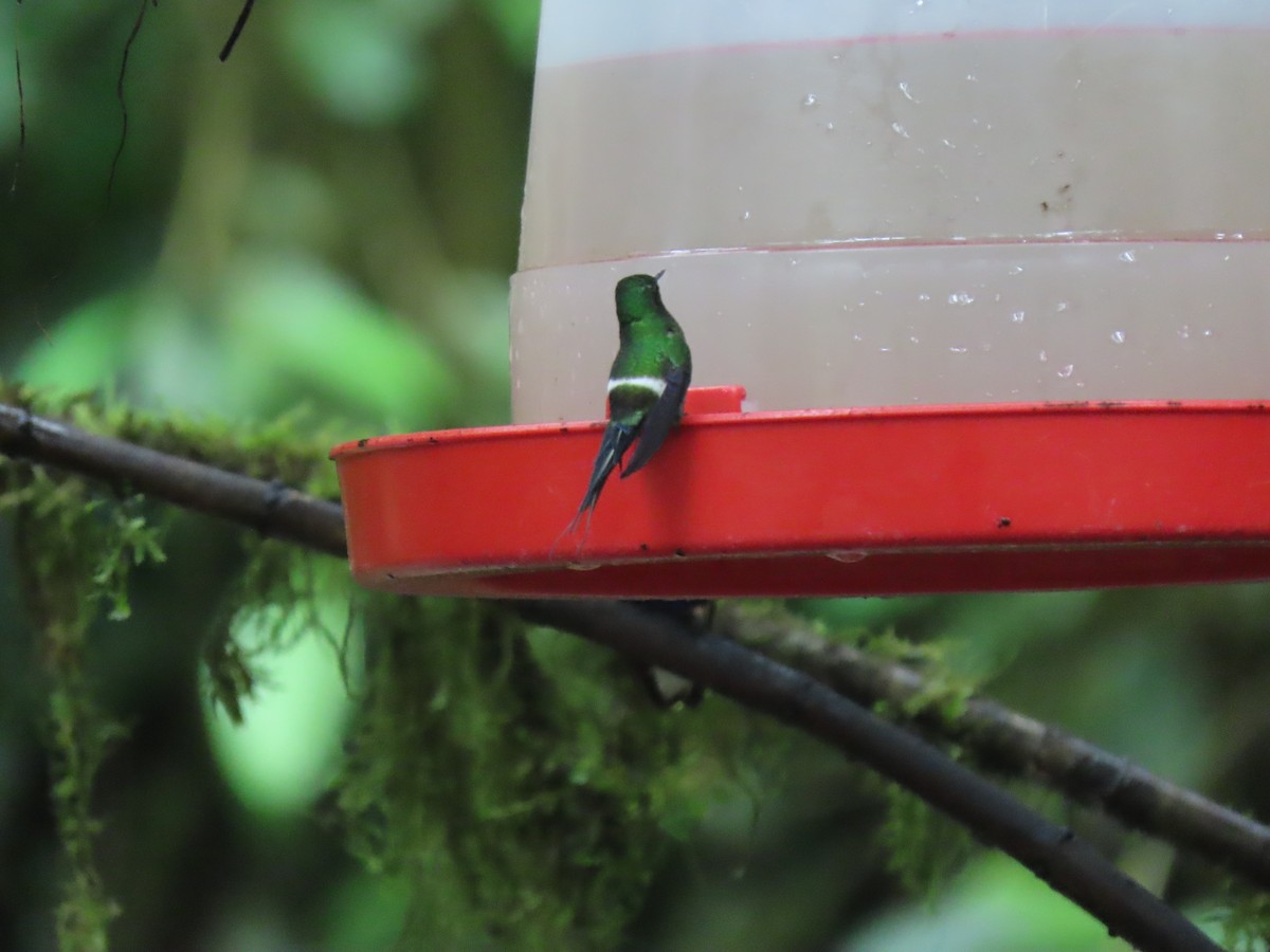 Green Thorntail - ML411400631