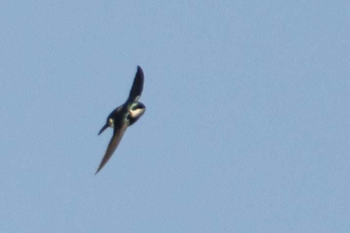 Golondrina Bicolor - ML411401061