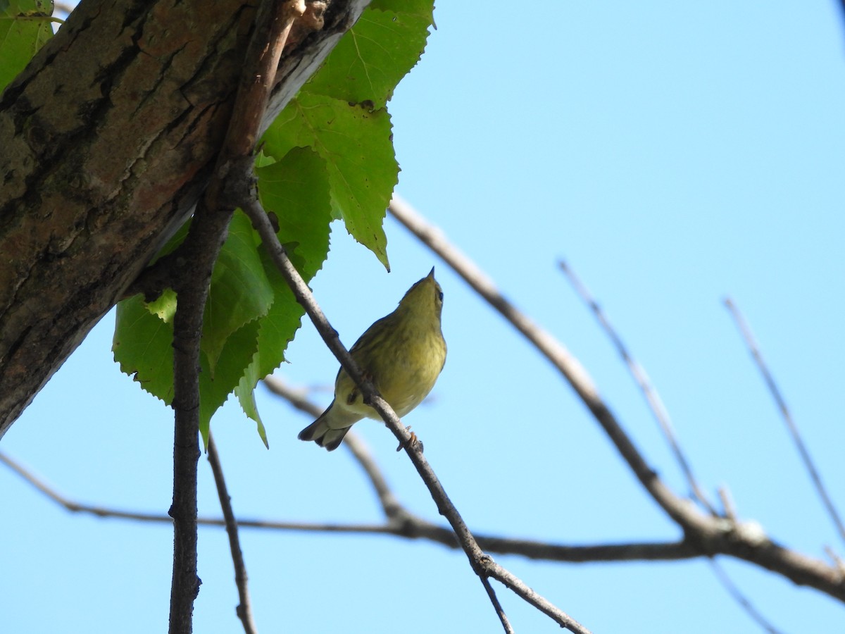 Blackpoll Warbler - ML411402691