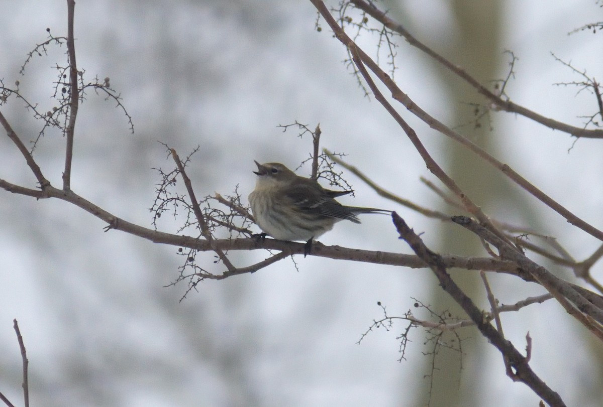 Yellow-rumped Warbler - ML411403371