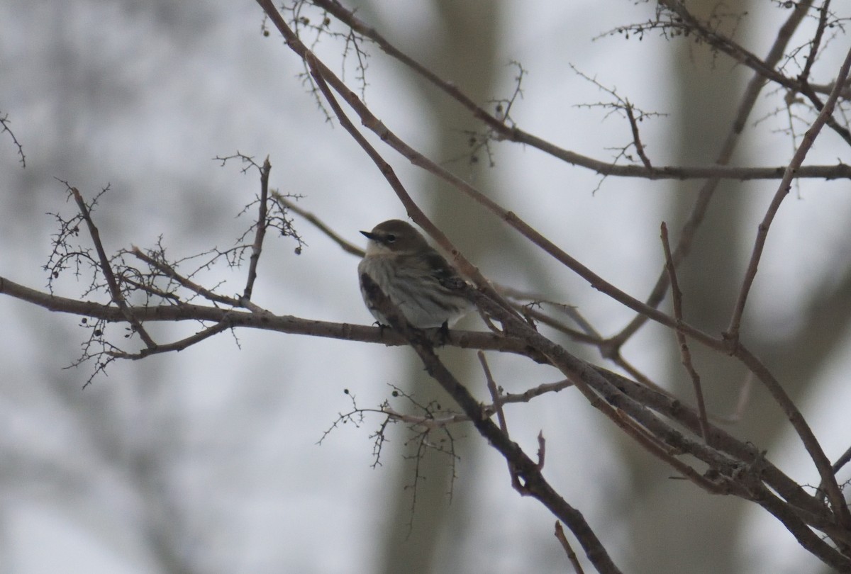 Yellow-rumped Warbler - ML411403381