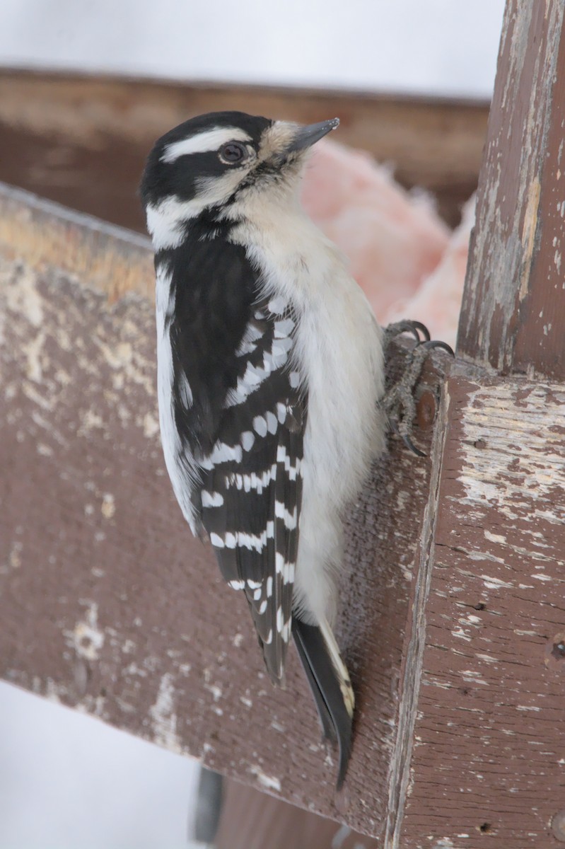 Downy Woodpecker - ML411405981