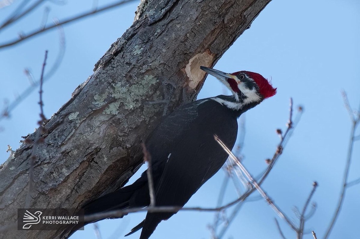 Pileated Woodpecker - ML411407271