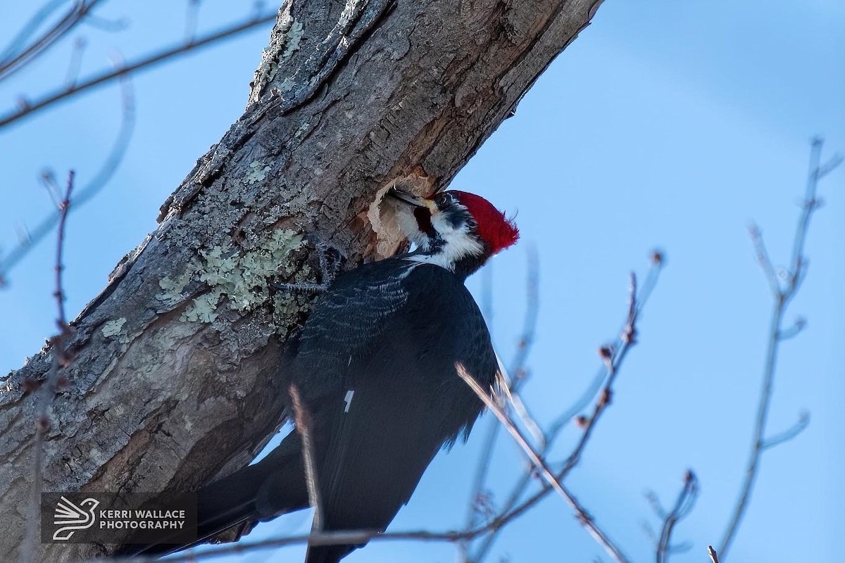 Pileated Woodpecker - ML411407291