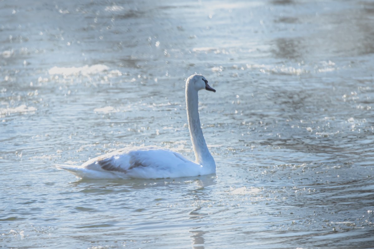 Cygne tuberculé - ML411409151