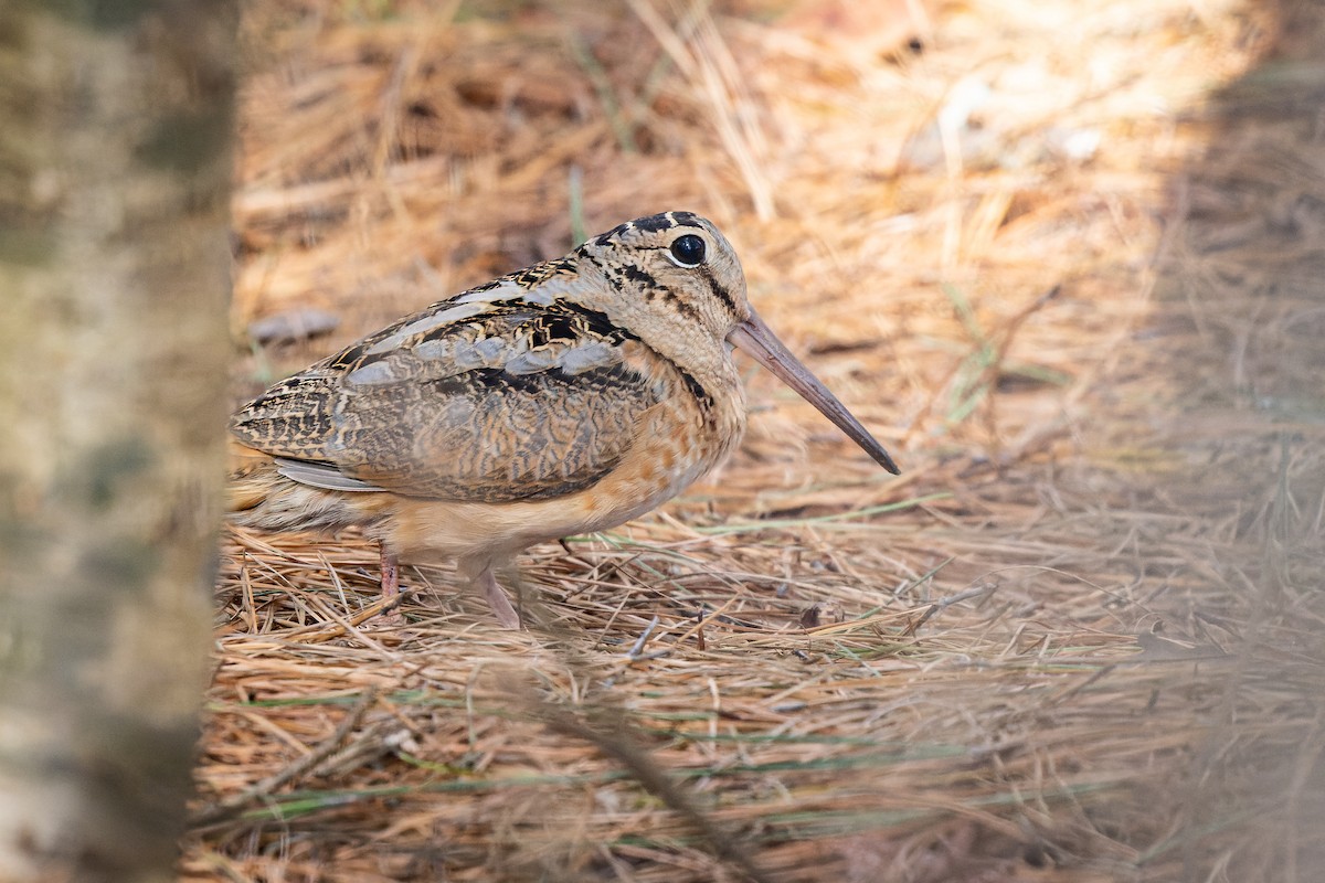 American Woodcock - ML411409891