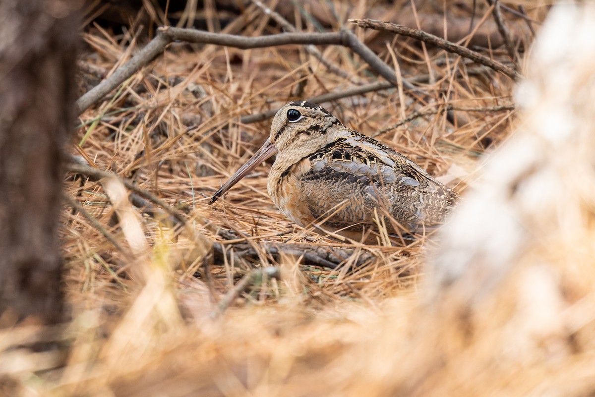 American Woodcock - Michael Fogleman