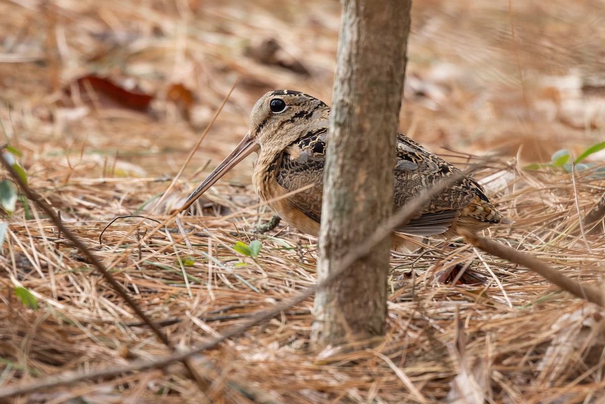 American Woodcock - ML411409961