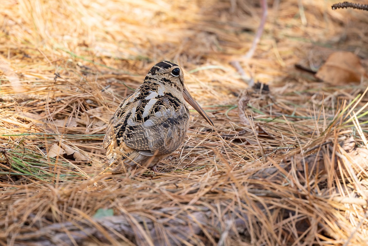 American Woodcock - Michael Fogleman