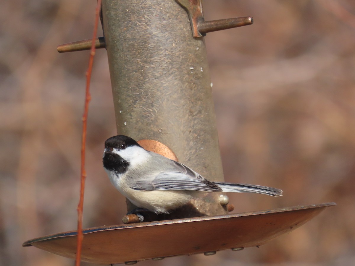 Black-capped Chickadee - ML411411101