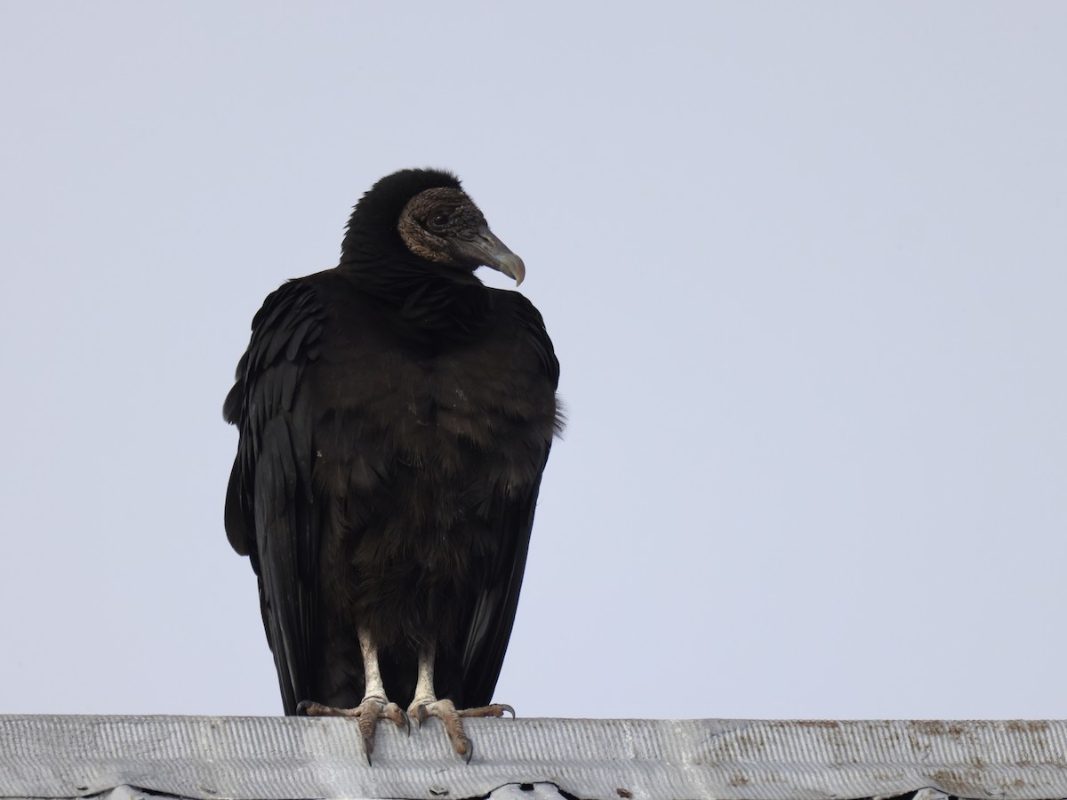 Black Vulture - ML411411631