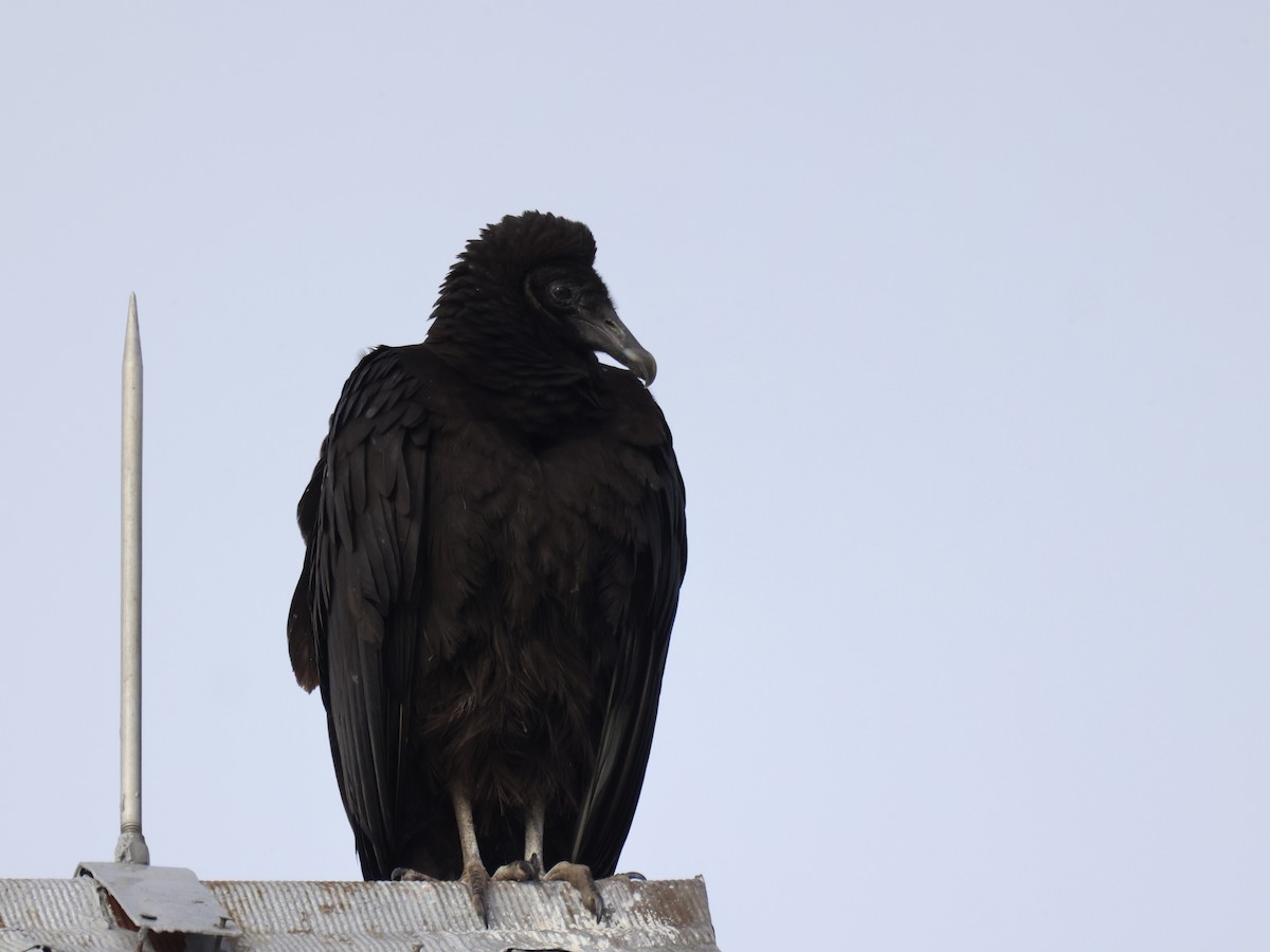 Black Vulture - ML411411641