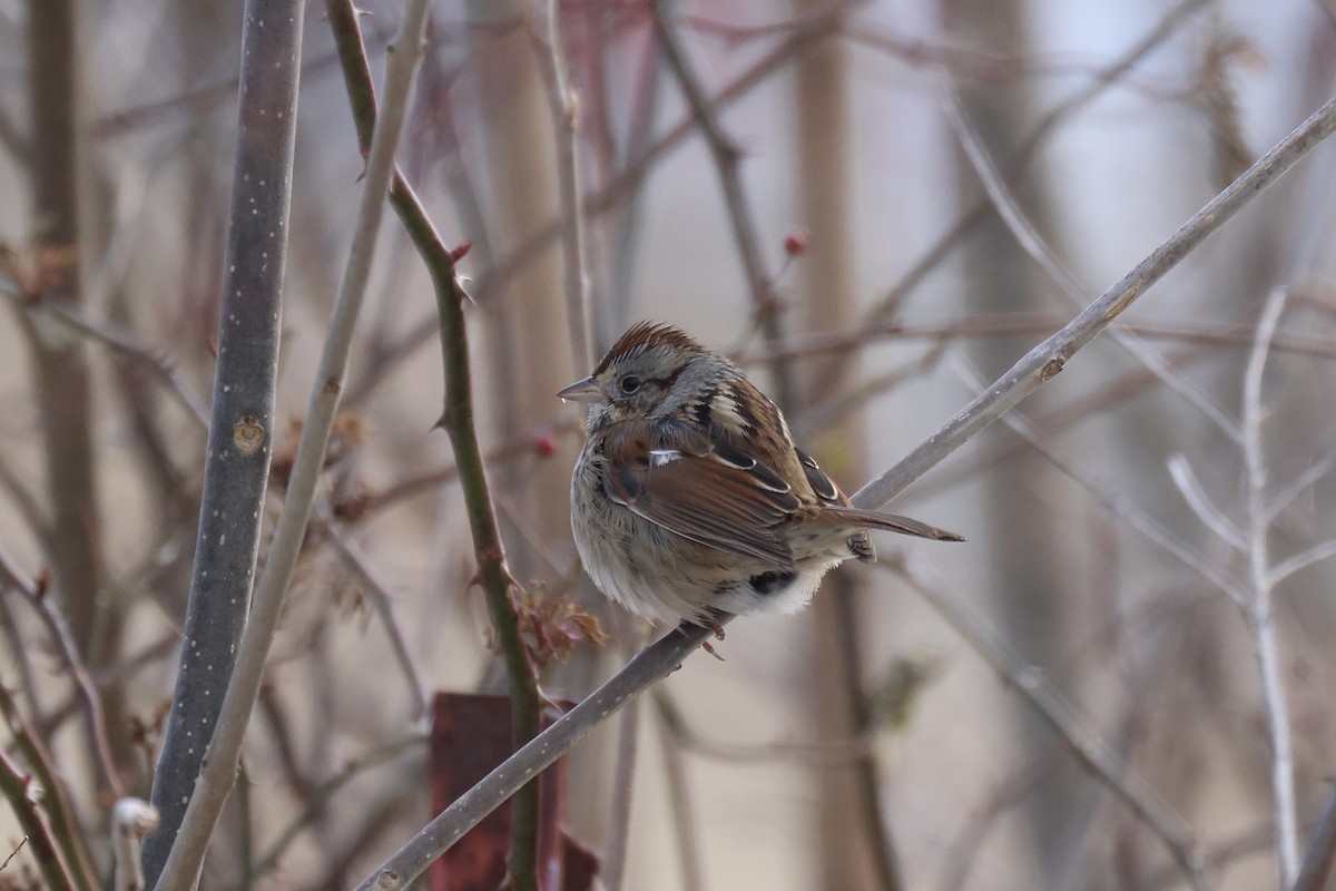 Swamp Sparrow - ML411411731