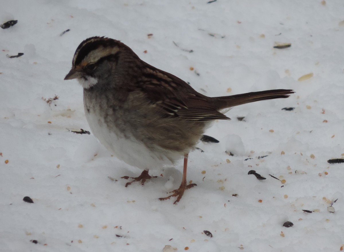 White-throated Sparrow - ML411411771