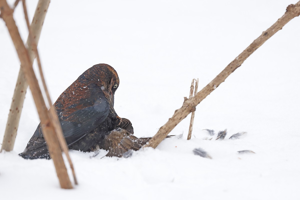 Rusty Blackbird - Hector Cordero