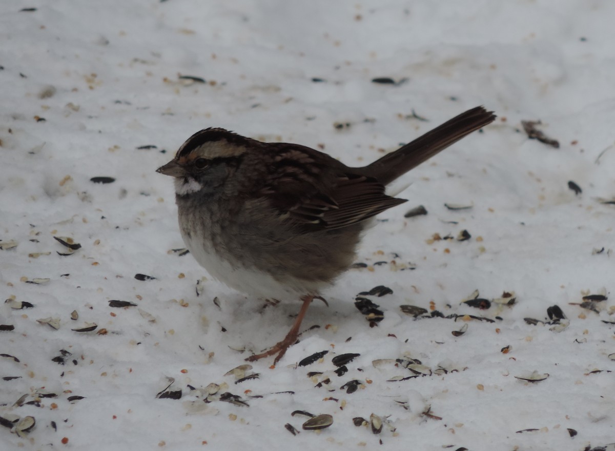 White-throated Sparrow - ML411412271