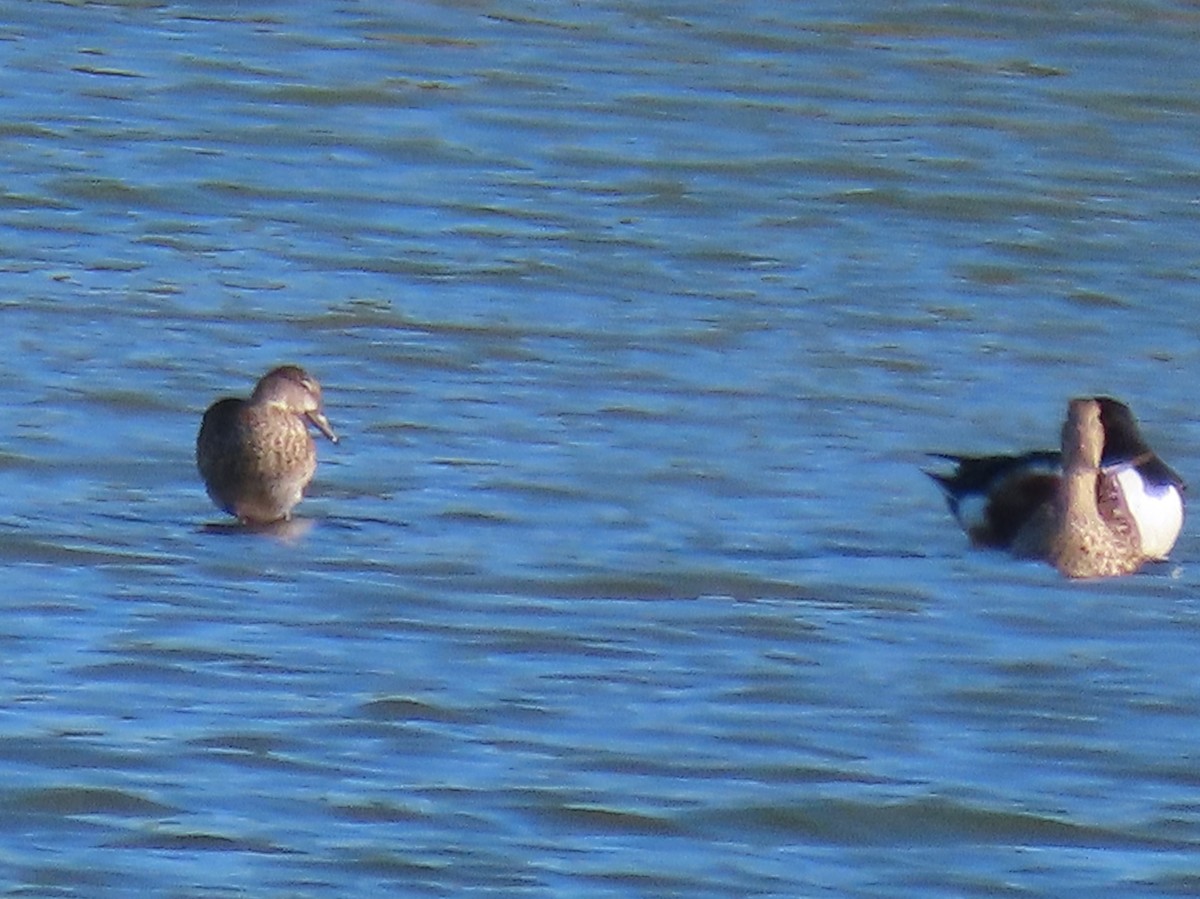 Blue-winged Teal - Myron Gerhard