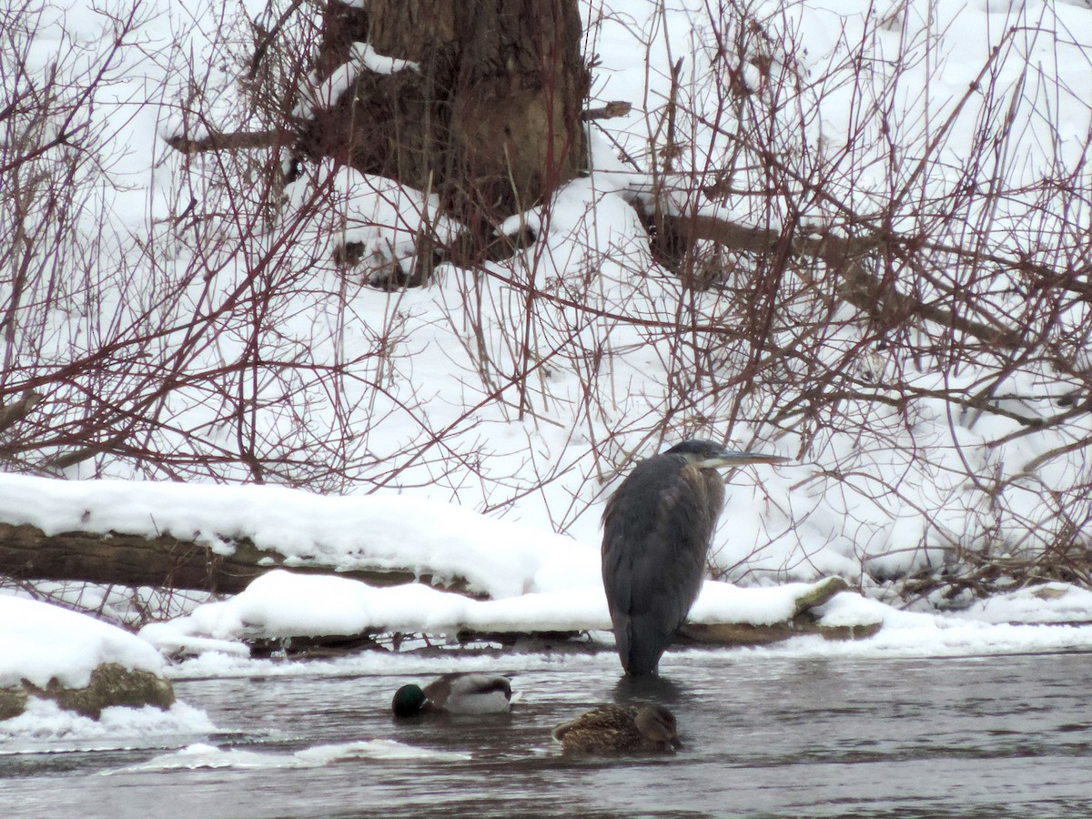 Great Blue Heron - ML411415671