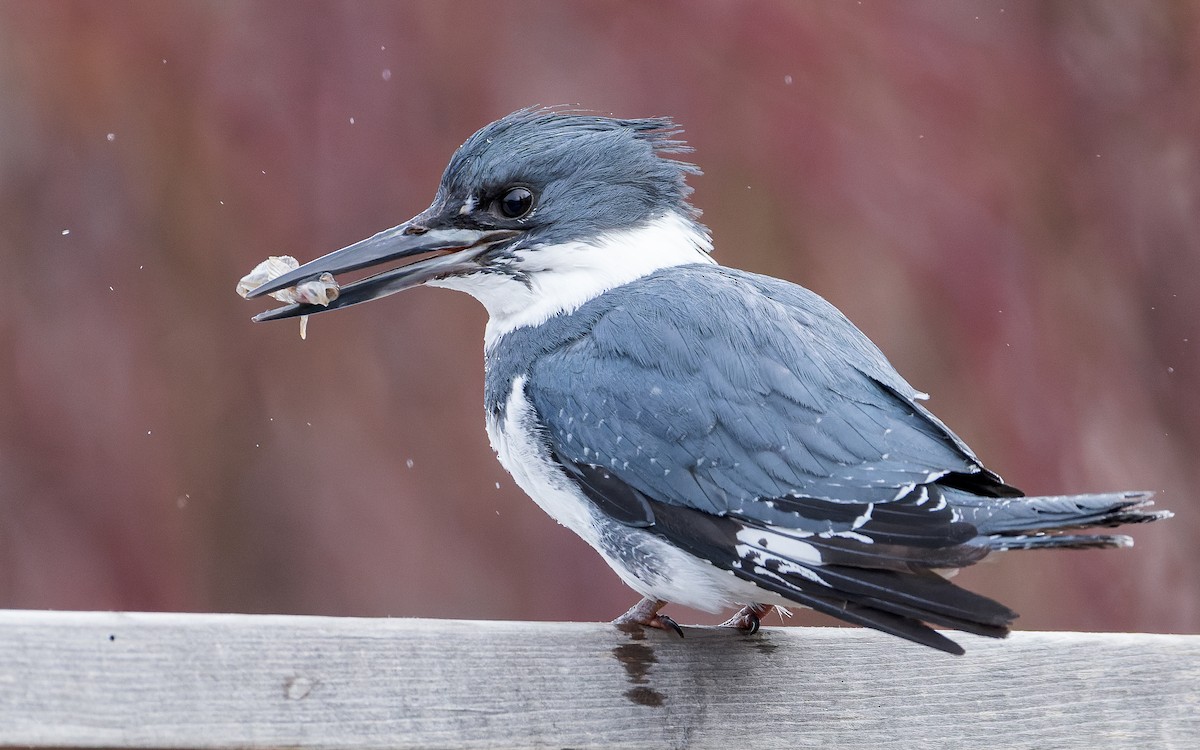 Belted Kingfisher - Blair Dudeck