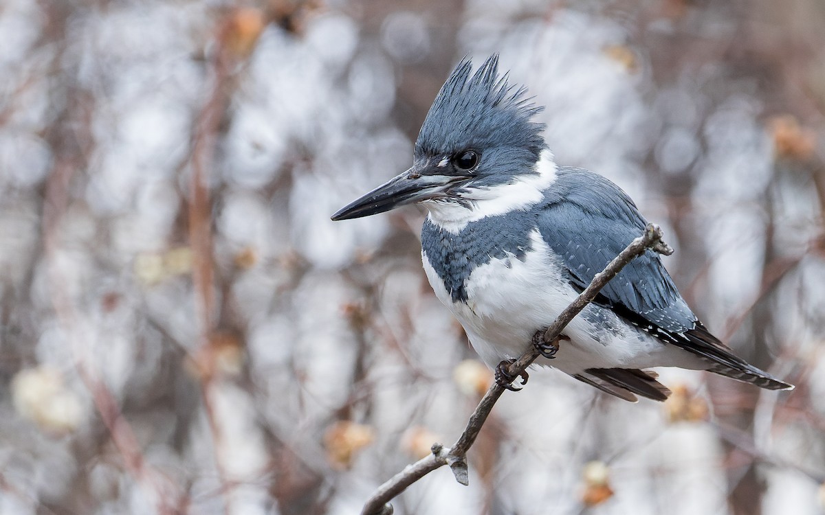 Belted Kingfisher - Blair Dudeck