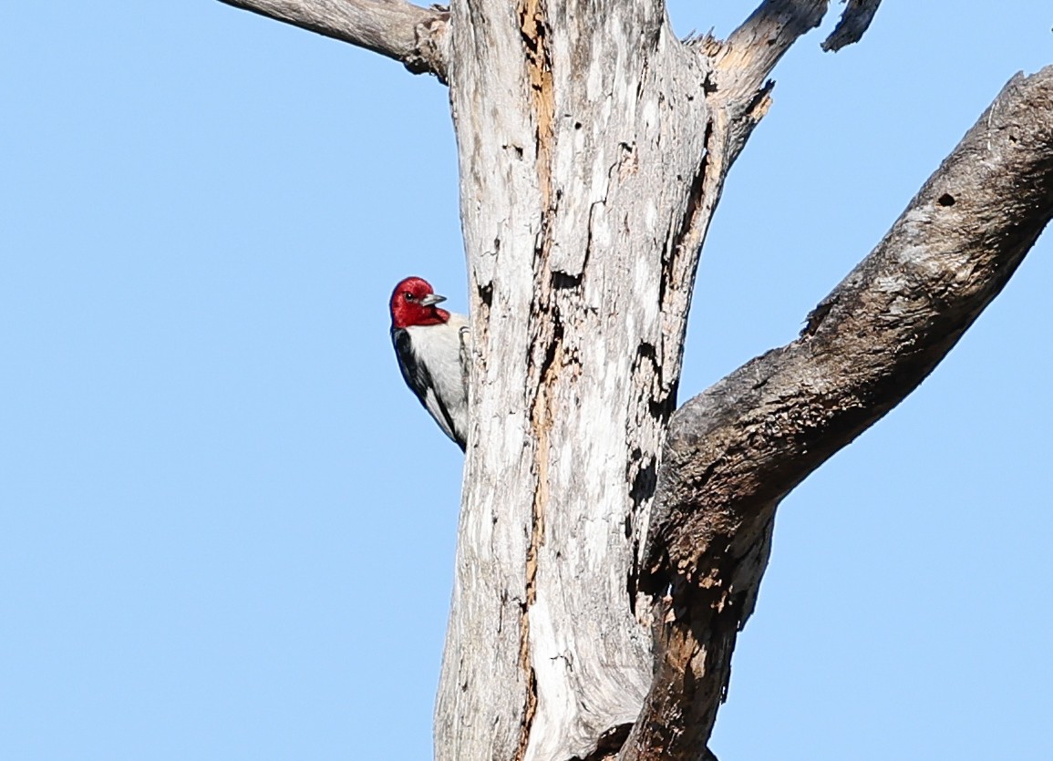 Red-headed Woodpecker - Jocelin Hackathorn