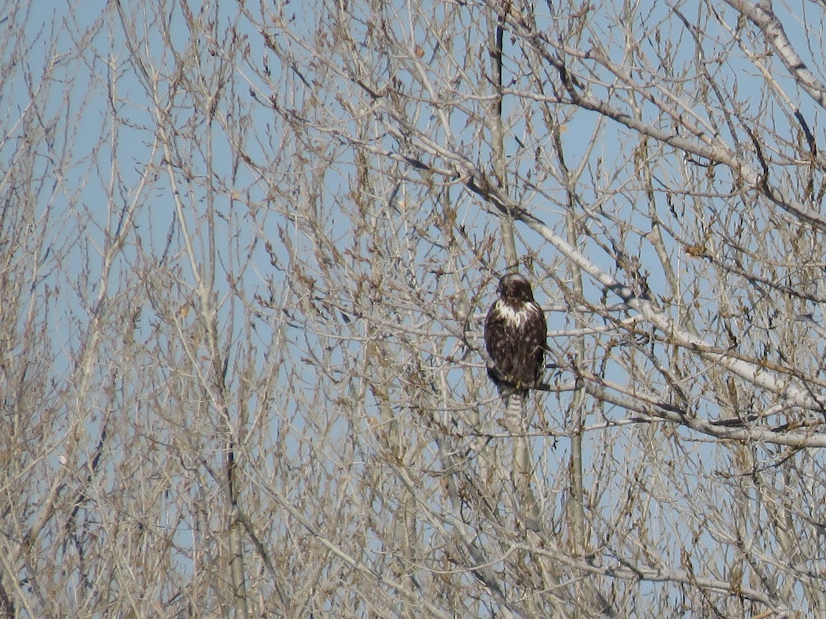 Red-tailed Hawk (Harlan's) - ML411419941