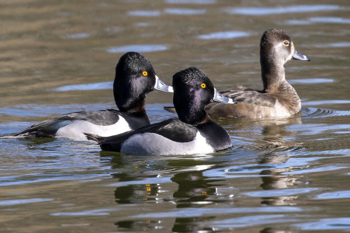 Ring-necked Duck - ML411421381