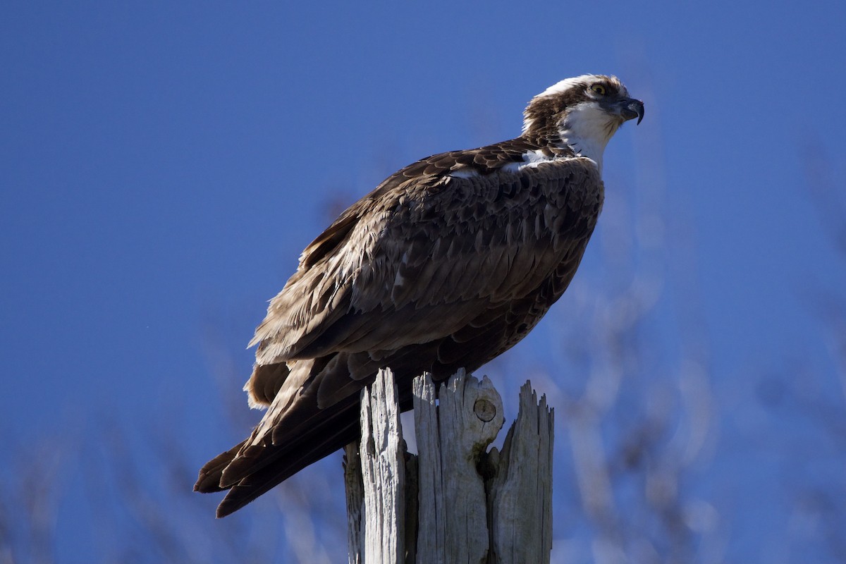 Águila Pescadora - ML411421661