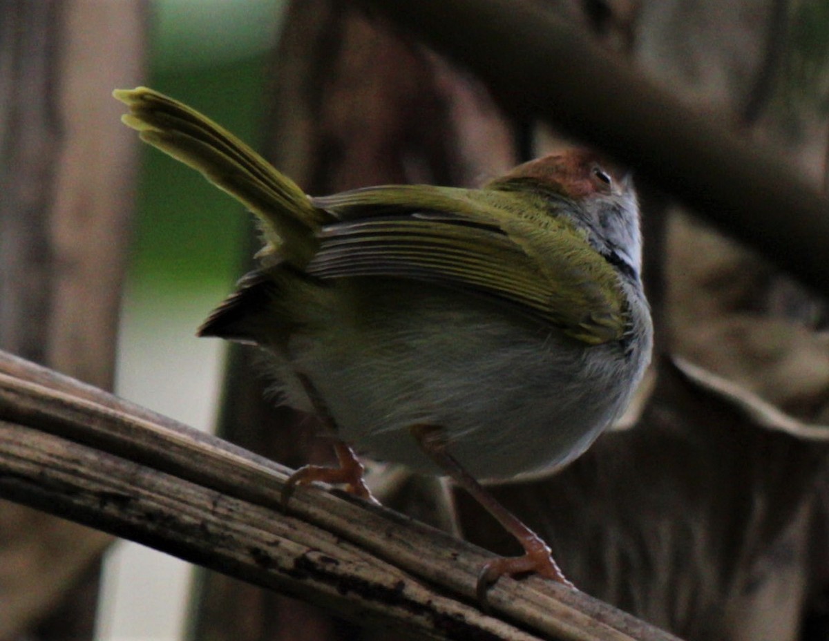 Dark-necked Tailorbird - ML411422041