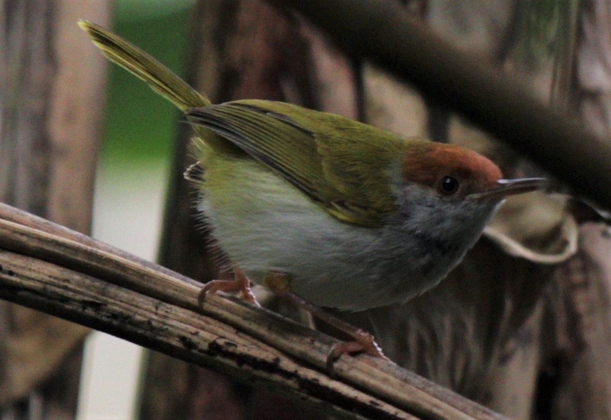 Dark-necked Tailorbird - ML411422051