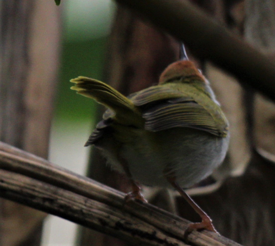 Dark-necked Tailorbird - ML411422061