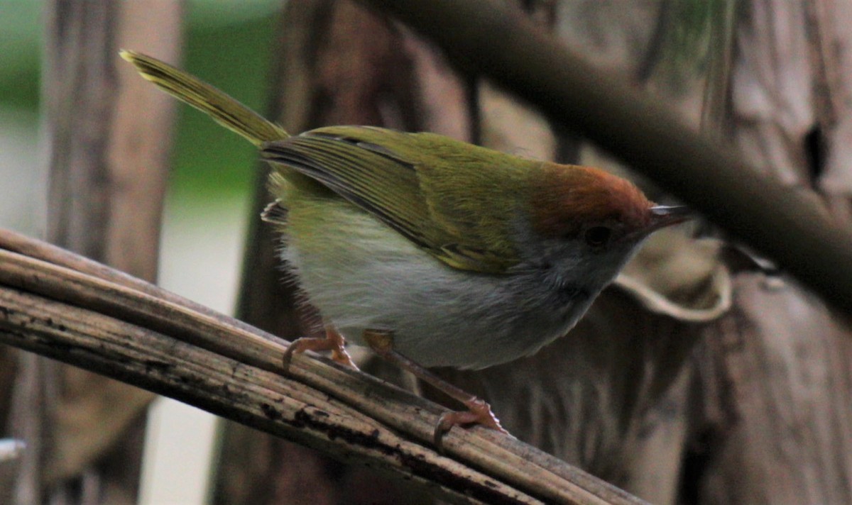 Dark-necked Tailorbird - ML411422071