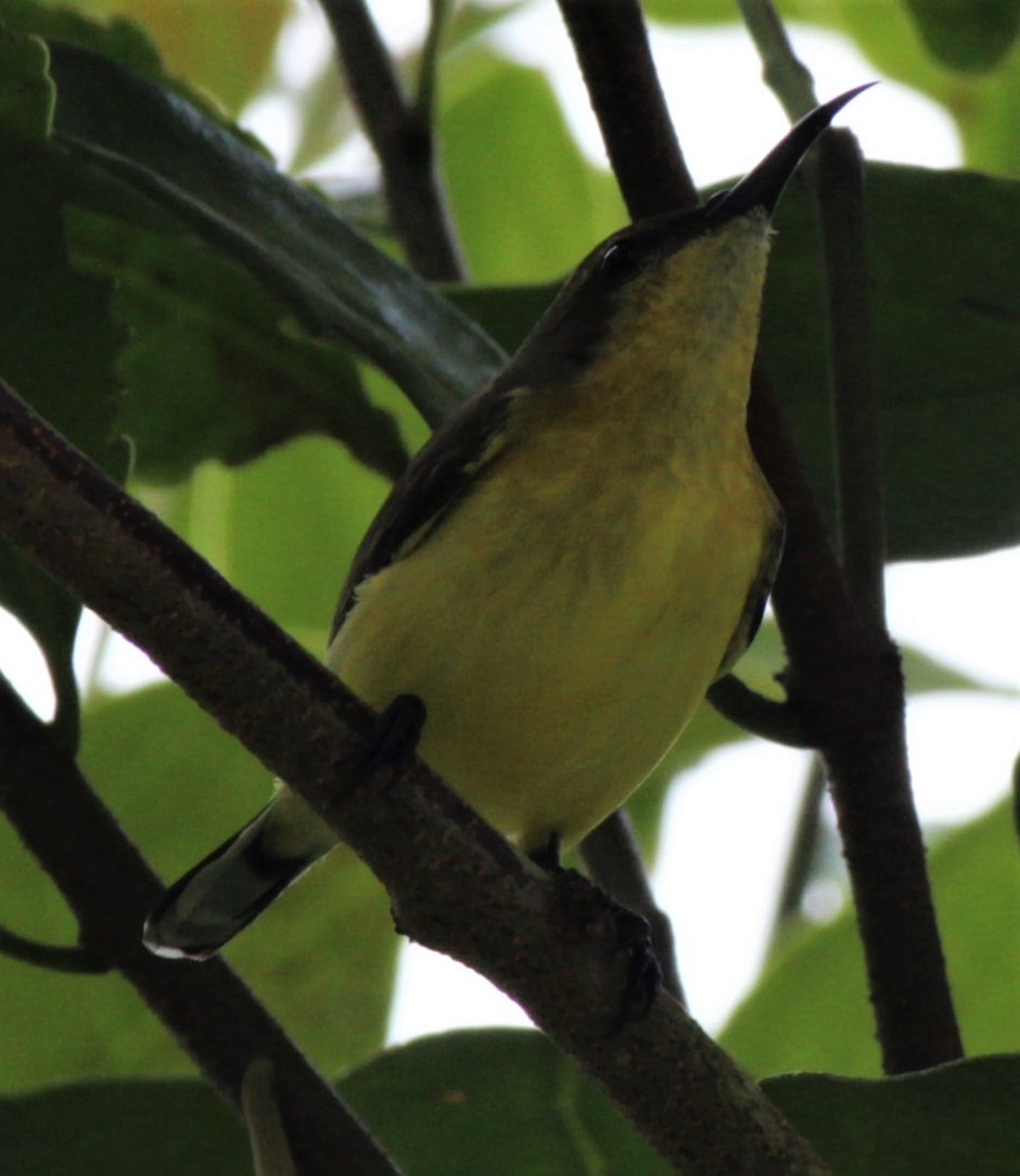 Ornate Sunbird - ML411422111