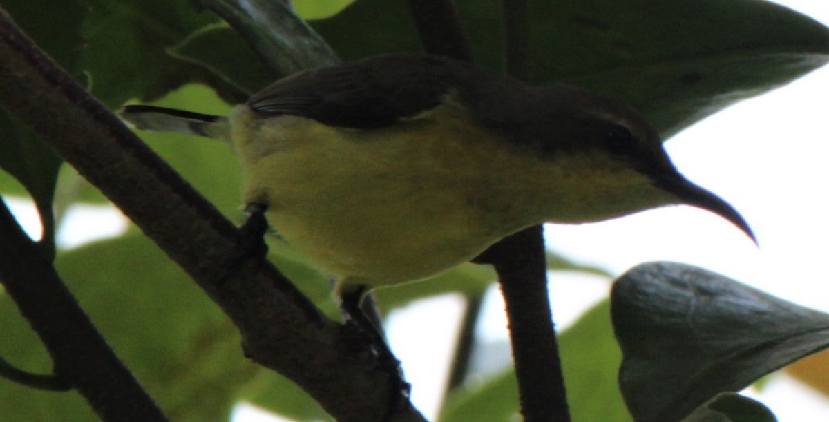 Ornate Sunbird - ML411422121