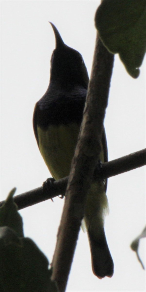 Ornate Sunbird - ML411422131
