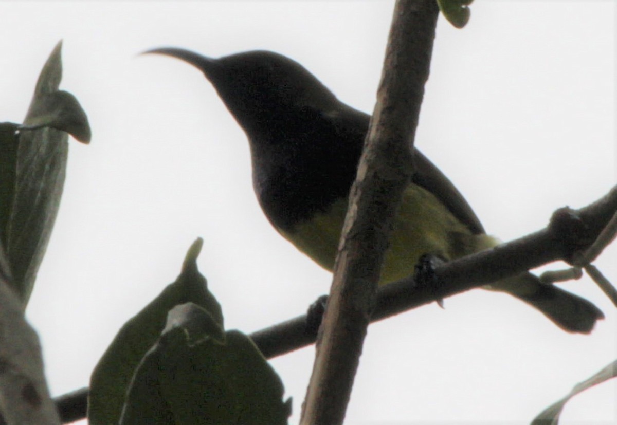Ornate Sunbird - ML411422141