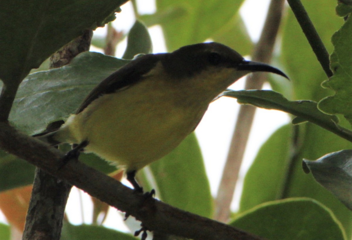 Ornate Sunbird - ML411422151