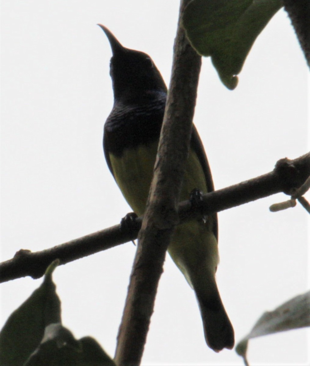 Ornate Sunbird - ML411422161