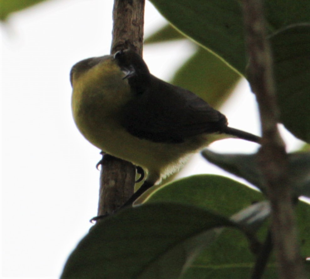 Ornate Sunbird - ML411422171
