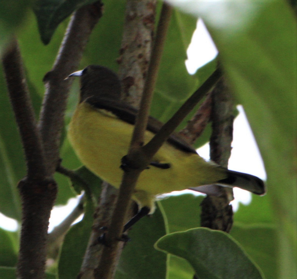 Ornate Sunbird - ML411422181