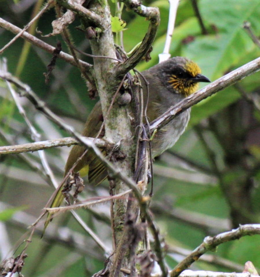 Stripe-throated Bulbul - ML411422271