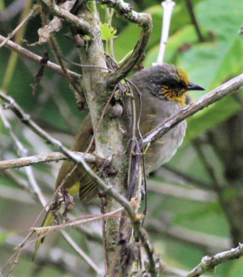 Stripe-throated Bulbul - ML411422281