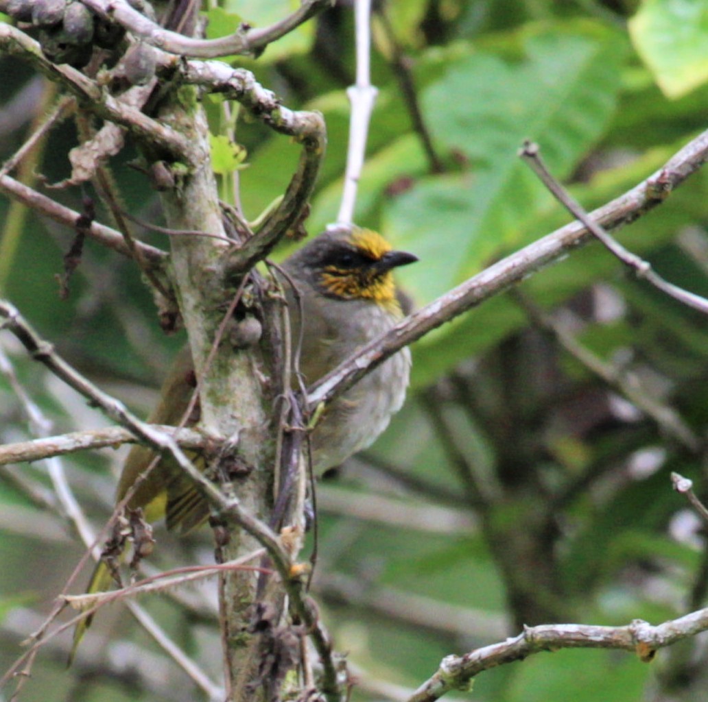Stripe-throated Bulbul - ML411422301