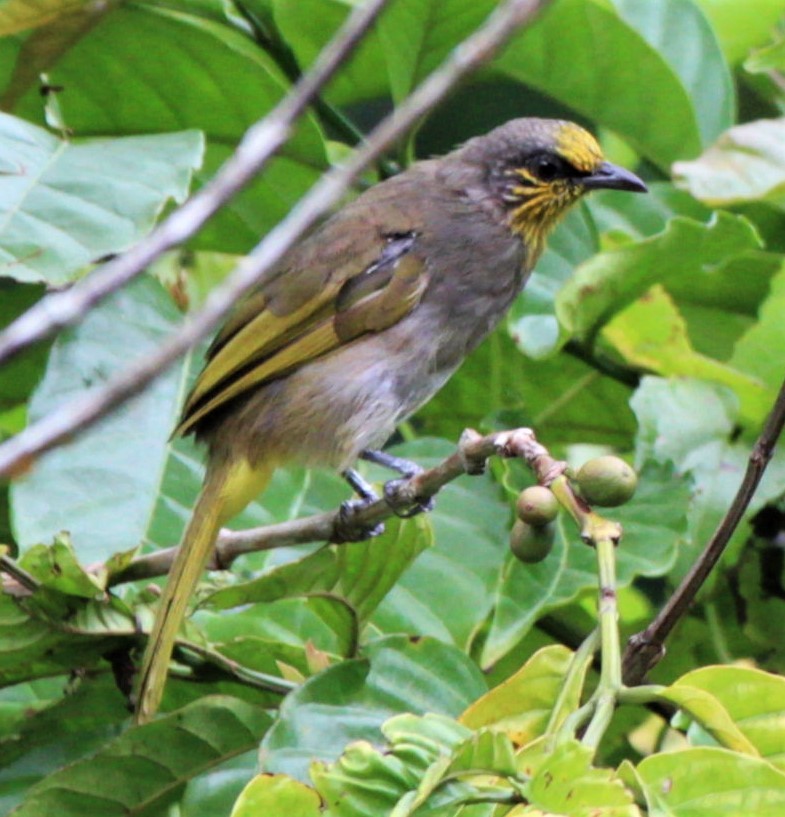 Stripe-throated Bulbul - ML411422321