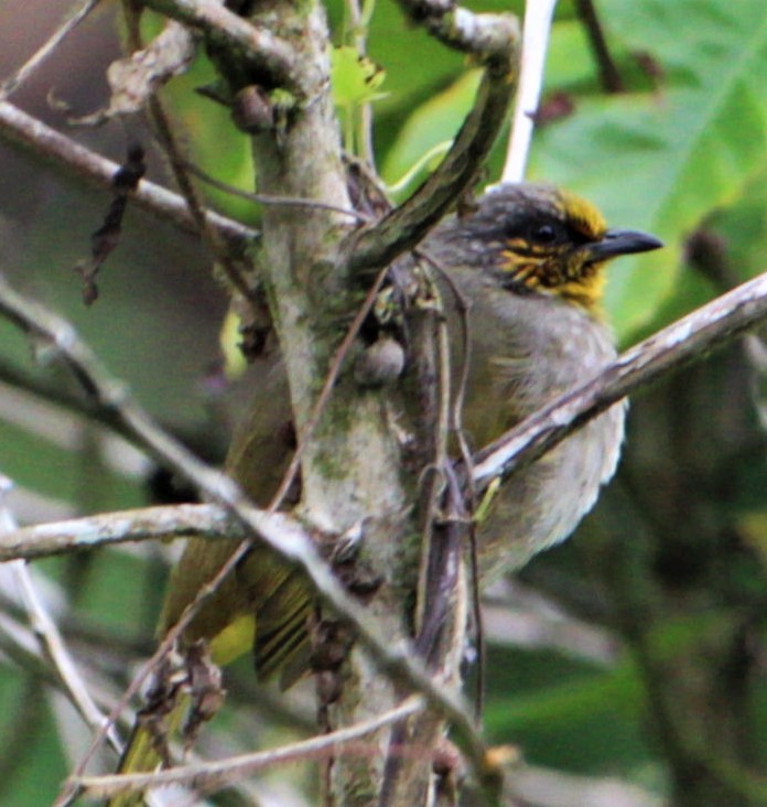 Stripe-throated Bulbul - ML411422341